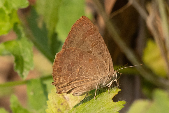 Arhopala alax-1453