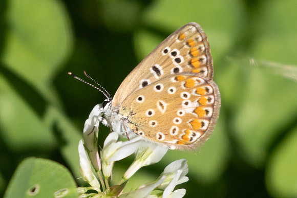 Polyommatus icarus ♀-0063