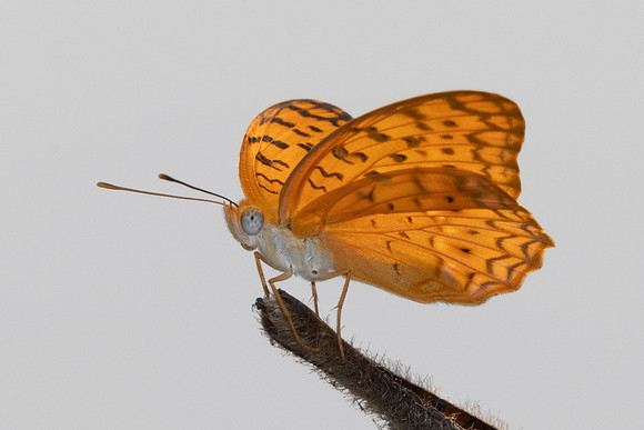 Phalanta phalantha-1503 - Chiang Dao - 18/03/25