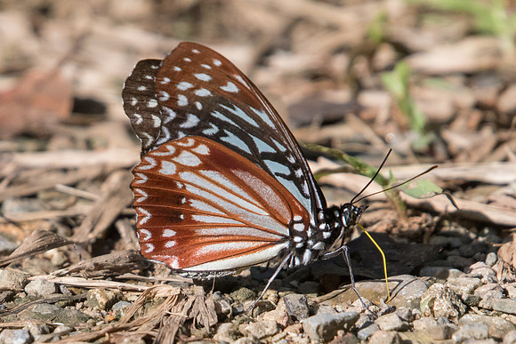 Hestinalis nama nama-0201- Chiang Dao - 16/11/23