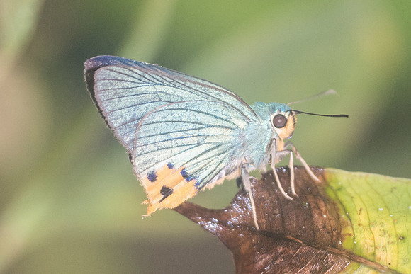 Choaspes furcatus -2245  - Chiang Dao - 17/11/23