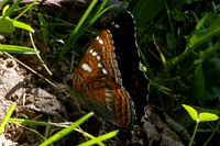 Limenitis populi-0055
