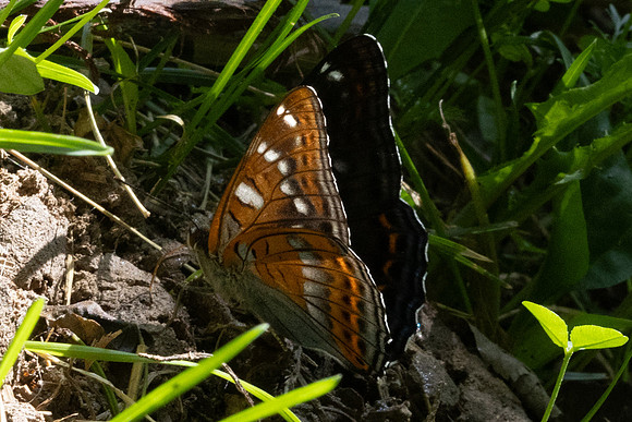 Limenitis populi-0055