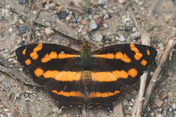 Symbrenthia lilaea lilaea-8800 - Chiang Dao - 14/11/23