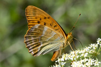 Argynnis paphia-9935- Argentière la Bessée - 22/06/25