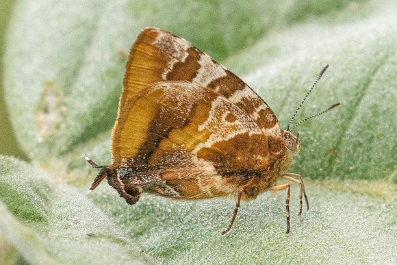 Arawacus ellida-2257- Barichara - 9/06/24