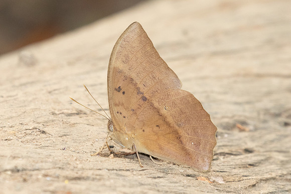 Discophora sondaica-1853 - Chiang Dao - 19/03/25