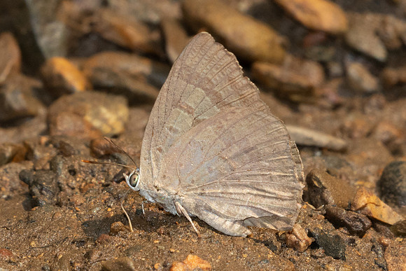 Arhopala-1097