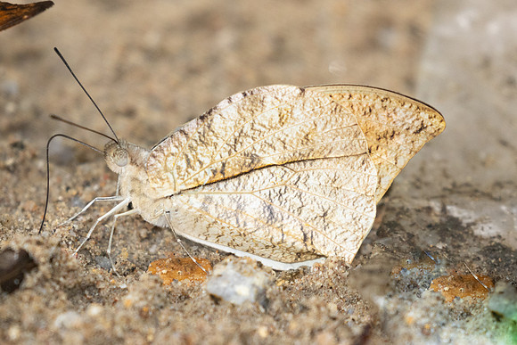 Hebomoia glaucippe-0378