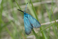 Adscita sp-6968 - Cipières