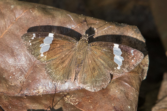 Celaenorrhinus nigricans-1707  - Chiang Dao - 15/11/23