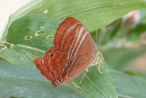 Abisara echerius paionea-7091 - Doi-Suthep - 28/03/24