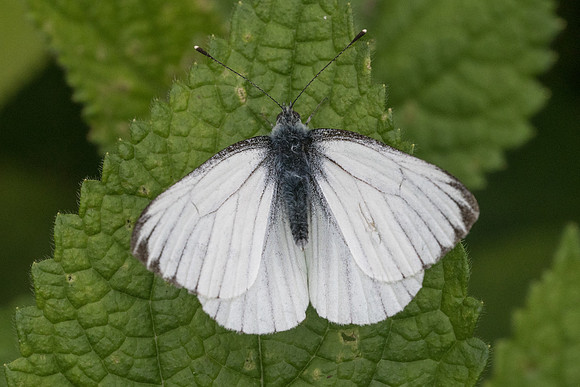 Pieris napi-5419 Châtillon sur seine -  26/05/22