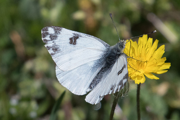 Pontia edusa-5534