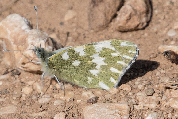 Pontia edusa-1087
