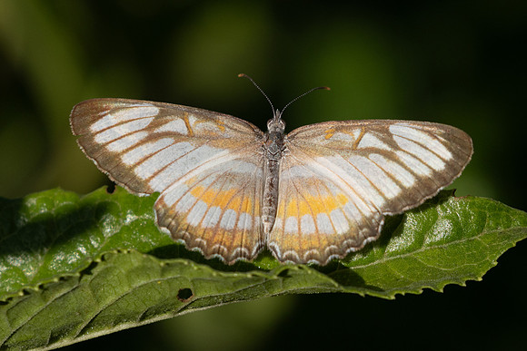 Mestra hersilia-0898