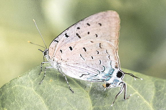 Pseudolycaena marsyas-6489 - Xenote selva maya - 8/06/18