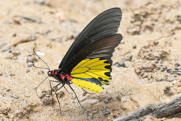 Troides helena-2576