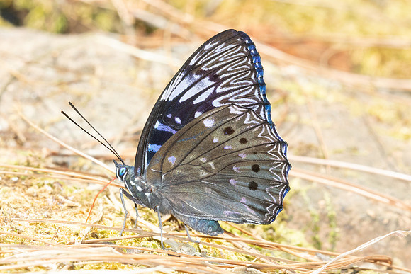 Dichorragia nesimachus-5752
