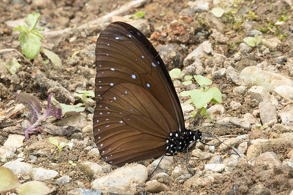 Euploea mulciber-2585