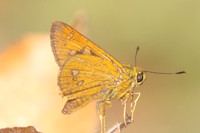Polytremis eltola-3745- Doi Inthanon - 23/03/25