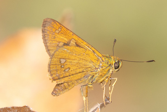 Polytremis eltola-3745- Doi Inthanon - 23/03/25