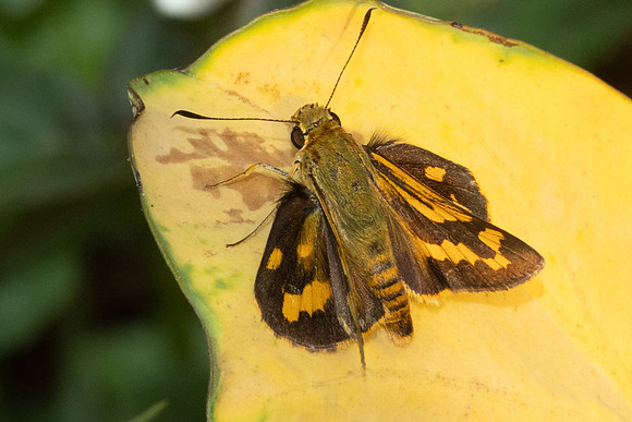 Potanthus omaha-trachala id --6620