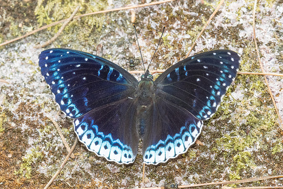 Stibochiona nicea-5900 - Doi Suthep 1577m - 27/03/25