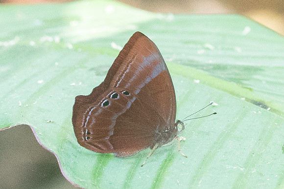 Abisara saturata maya - 1921 - Koh Samui - 19/03/23
