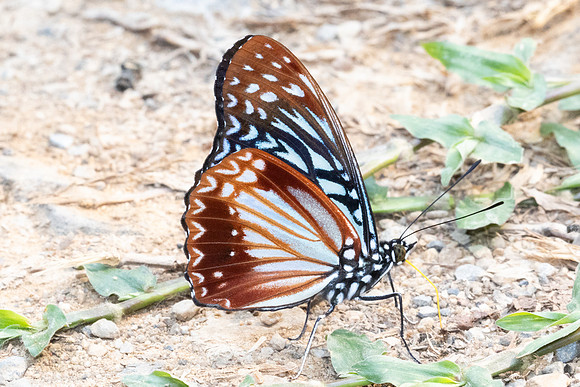 Hestinalis nama-2684 - Chiang Dao - 18/03/24