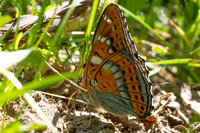 Limenitis populi-0073