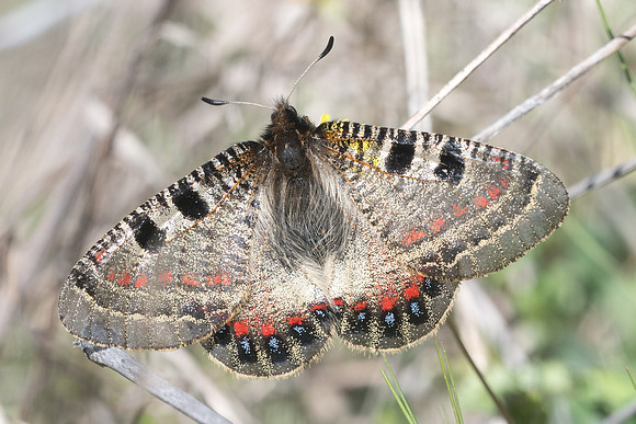Archon apollinus ♀-4830 - Alexandroupoli - 12/04/22