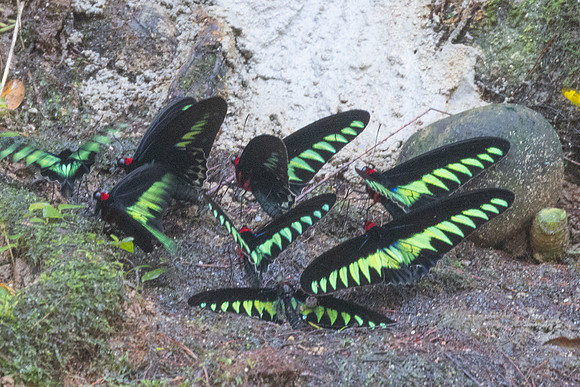 Trogonoptera brookiana-9969