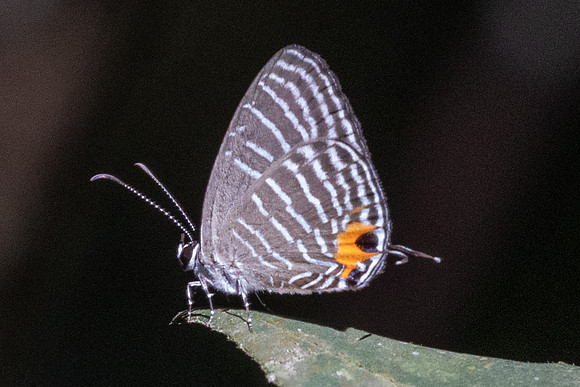 Jamides celeno id--8395