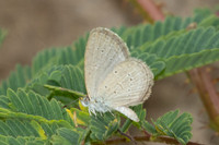 Zizina otis-0895