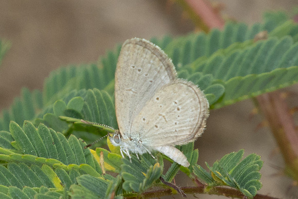 Zizina otis-0895