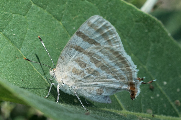 Arawacus jada-5091