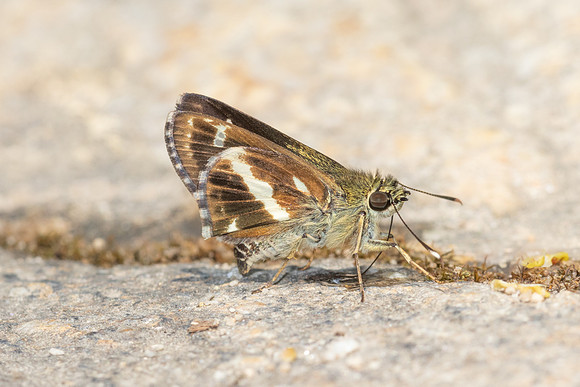 Sebastonyma pudens-6454