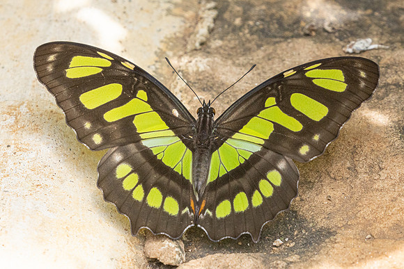 Siproeta stelenes-3550