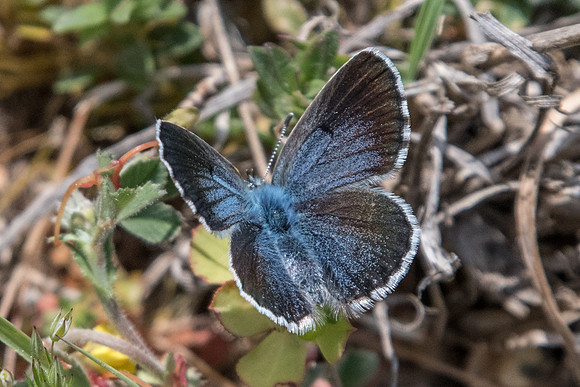 Pseudophilotes vicrama-7225
