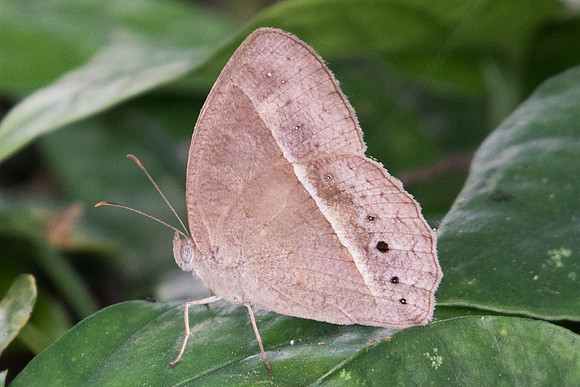 Mycalesis perseus id--1845 - Koh Samui - 18/03/23