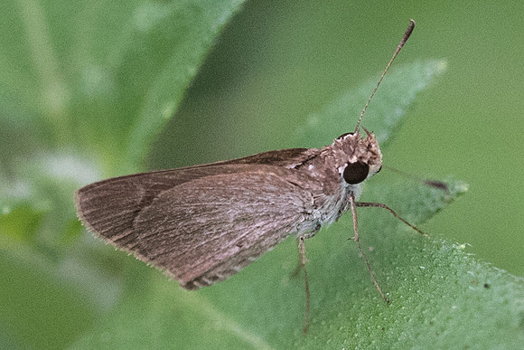 Cynea sp-4886