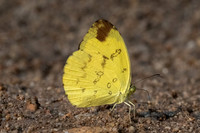 Eurema simulatrix-2063 - Chiang Dao - 18/03/24
