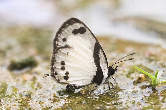 Caleta roxus --5446 - Chiang Dao - 11/03/23