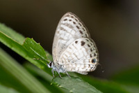 Nacaduba angusta-1954