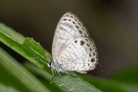 Nacaduba angusta-1954