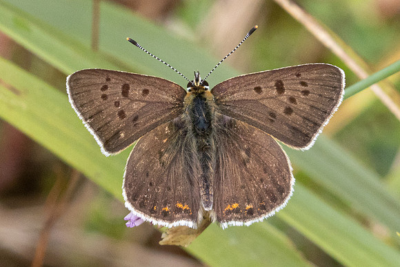 Lycaena tityrus-8715 - Fontainebleau - 4/08/24