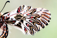 Zerynthia polyxena-3965-2