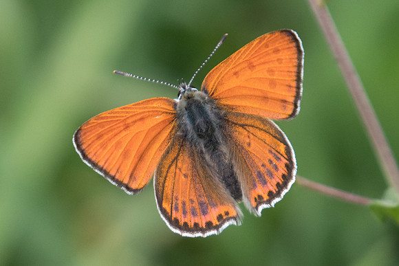 Lycaena thersamon-0119