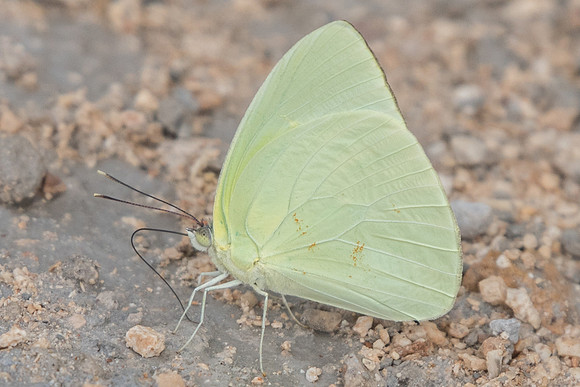 Aphrissa statira-2540